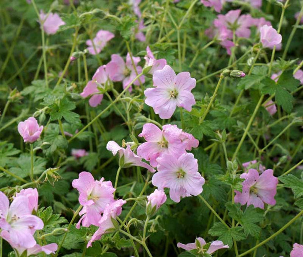 Geranium 'Dreamland',  Cranesbill 'Dreamland', Hardy Geranium, Pink Geranium, Pink Flowers